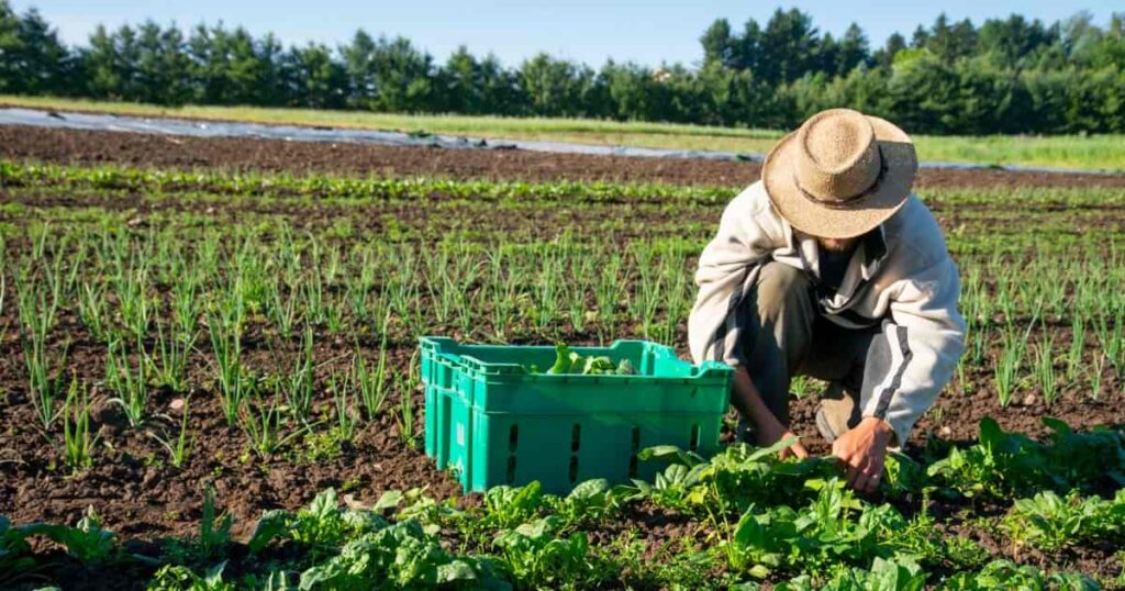 জৈব চাষের (Organic Farming) সুবিধা