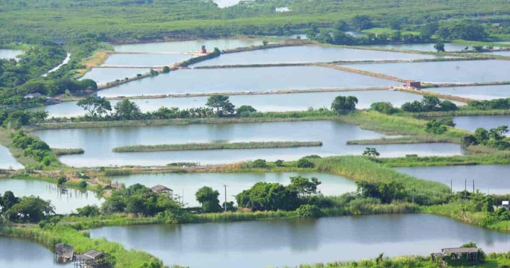 মৎস্য চাষ (Fish Farming) কিভাবে শুরু করব