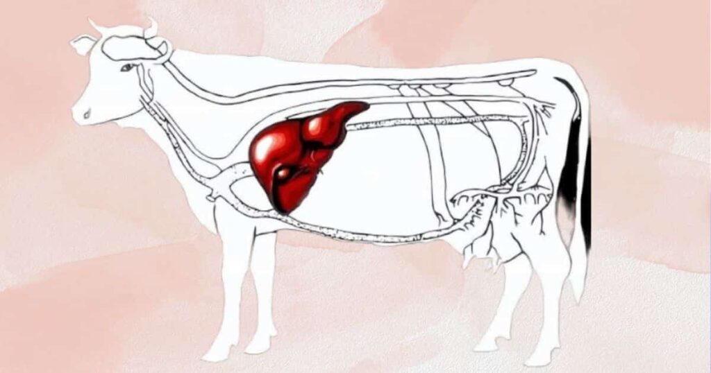 গবাদিপশুর লিভার টনিকের নাম