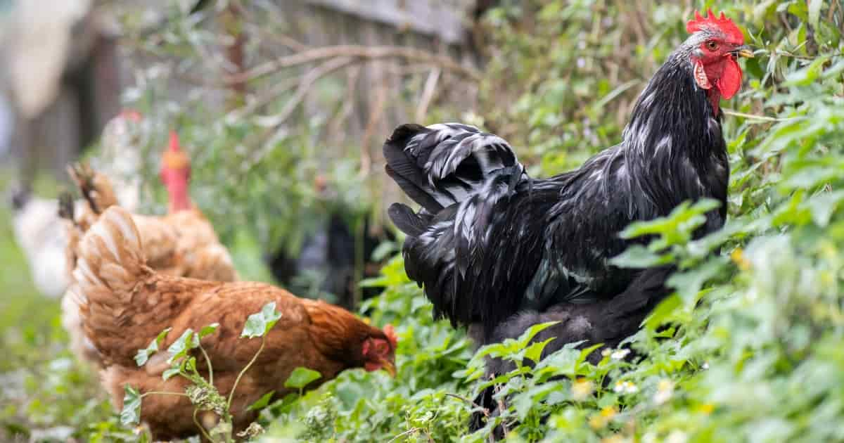 দেশি মুরগি পালন পদ্ধতি