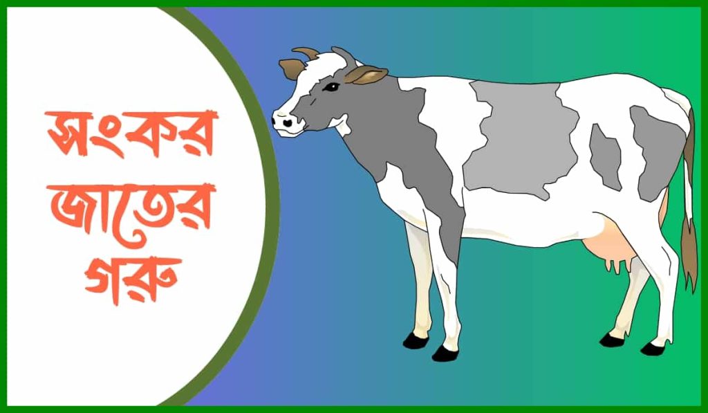 সংকর জাতের গরু