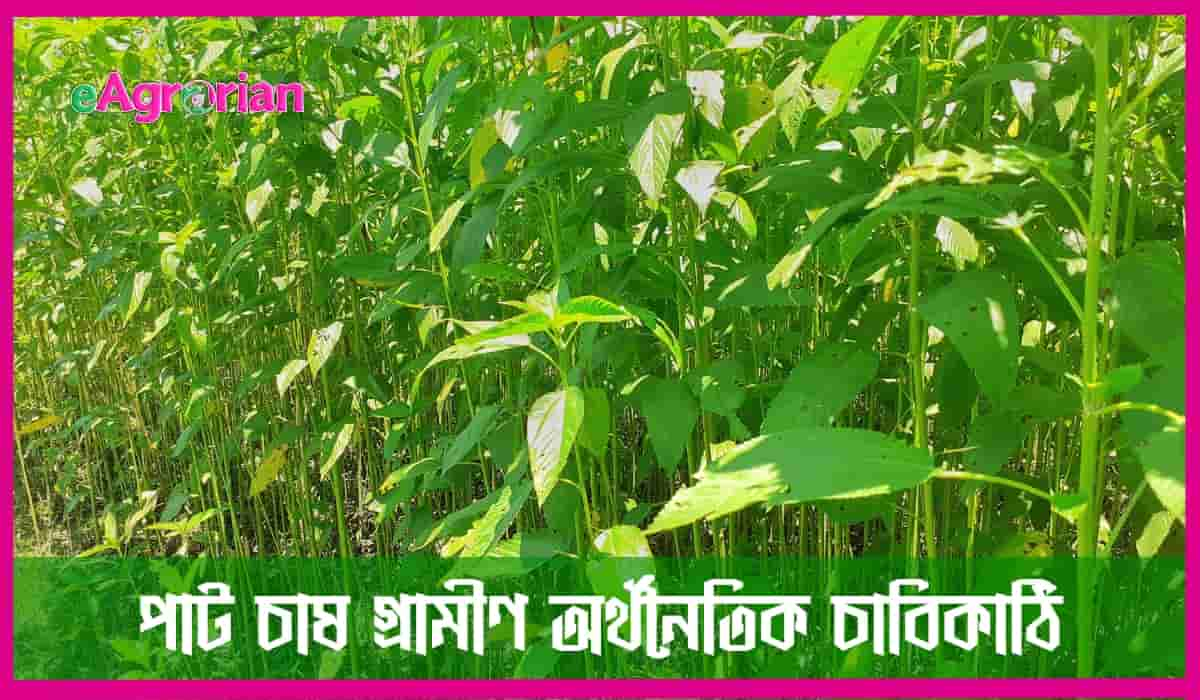 পাট চাষ গ্রামীণ সম্প্রদায়ের অর্থনৈতিক