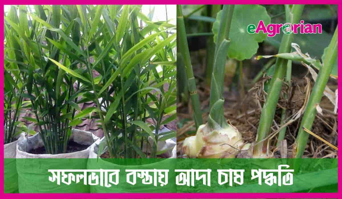 বস্তায় আদা চাষ পদ্ধতি