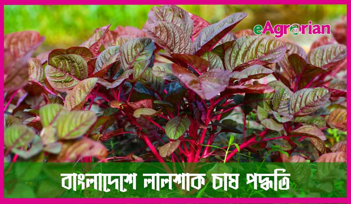 লালশাক চাষ পদ্ধতি