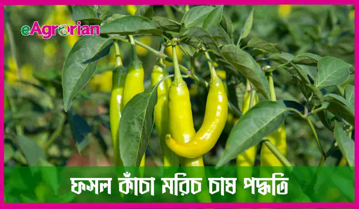 সফল কাঁচা মরিচ চাষ পদ্ধতি