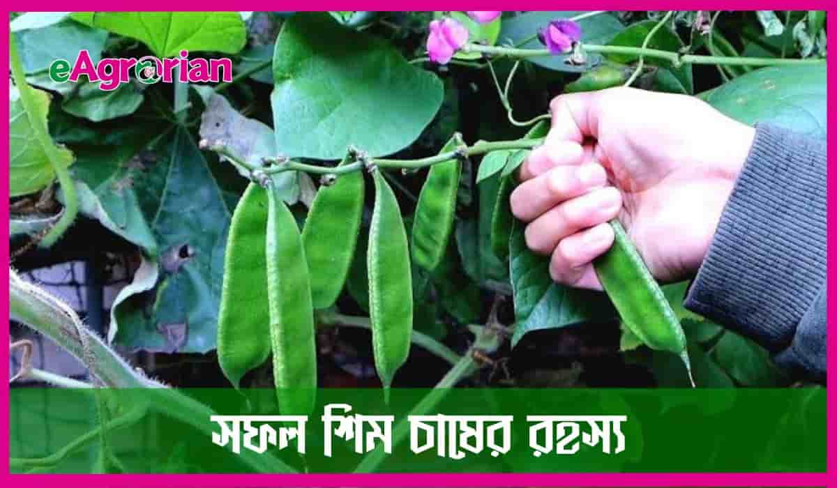 সফল শিম চাষের রহস্য