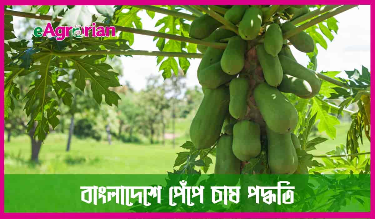 পেঁপে চাষ পদ্ধতি